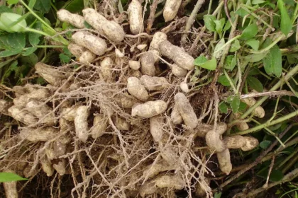 Colheita de Amendoim e Batata avança com o uso de drones e inteligência artificial