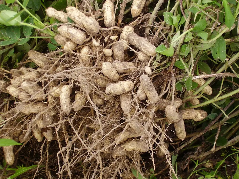 Colheita de Amendoim e Batata avança com o uso de drones e inteligência artificial